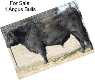 For Sale: 1 Angus Bulls