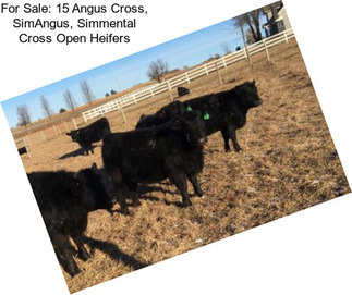 For Sale: 15 Angus Cross, SimAngus, Simmental Cross Open Heifers