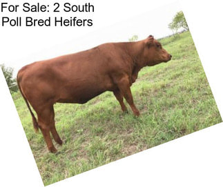 For Sale: 2 South Poll Bred Heifers