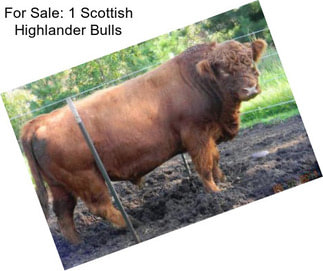 For Sale: 1 Scottish Highlander Bulls