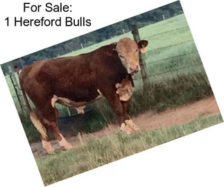 For Sale: 1 Hereford Bulls