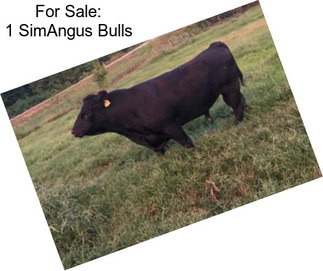 For Sale: 1 SimAngus Bulls