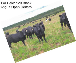 For Sale: 120 Black Angus Open Heifers