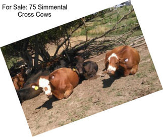 For Sale: 75 Simmental Cross Cows