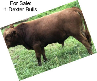 For Sale: 1 Dexter Bulls