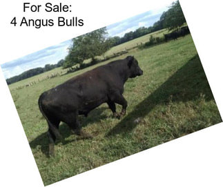 For Sale: 4 Angus Bulls