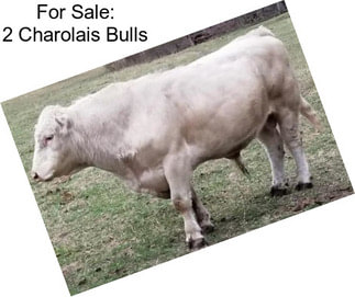 For Sale: 2 Charolais Bulls