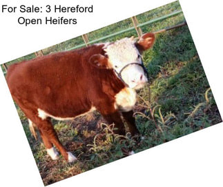 For Sale: 3 Hereford Open Heifers