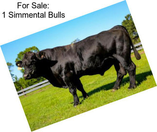 For Sale: 1 Simmental Bulls