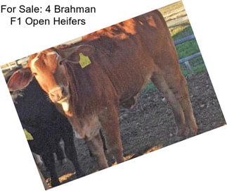 For Sale: 4 Brahman F1 Open Heifers