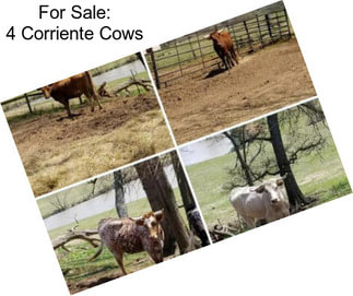 For Sale: 4 Corriente Cows