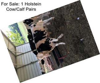 For Sale: 1 Holstein Cow/Calf Pairs