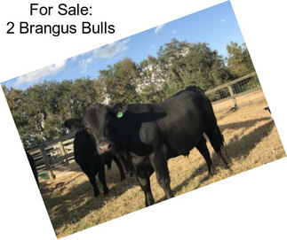 For Sale: 2 Brangus Bulls
