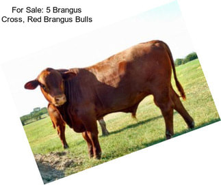 For Sale: 5 Brangus Cross, Red Brangus Bulls