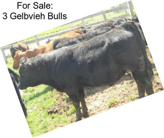 For Sale: 3 Gelbvieh Bulls
