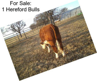 For Sale: 1 Hereford Bulls