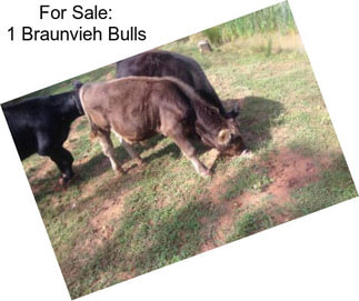 For Sale: 1 Braunvieh Bulls