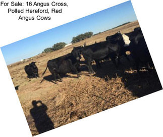 For Sale: 16 Angus Cross, Polled Hereford, Red Angus Cows