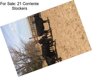 For Sale: 21 Corriente Stockers