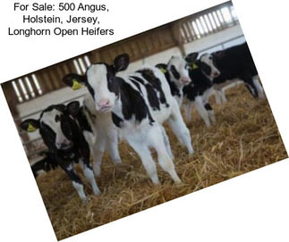 For Sale: 500 Angus, Holstein, Jersey, Longhorn Open Heifers