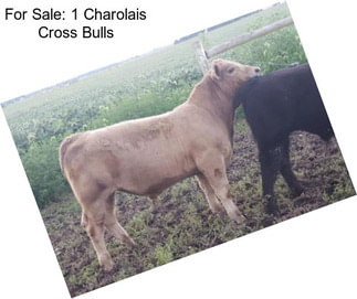 For Sale: 1 Charolais Cross Bulls