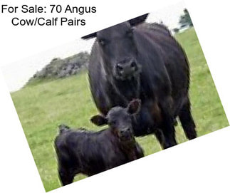 For Sale: 70 Angus Cow/Calf Pairs