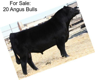 For Sale: 20 Angus Bulls