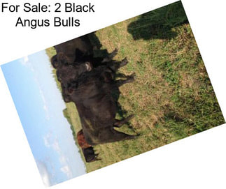 For Sale: 2 Black Angus Bulls