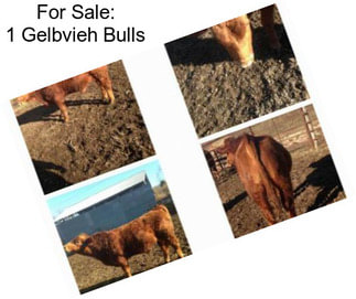 For Sale: 1 Gelbvieh Bulls