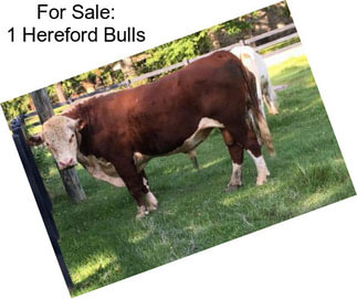 For Sale: 1 Hereford Bulls