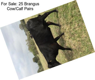 For Sale: 25 Brangus Cow/Calf Pairs