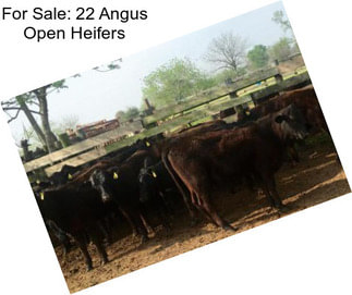 For Sale: 22 Angus Open Heifers