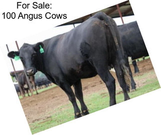 For Sale: 100 Angus Cows
