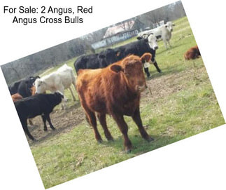 For Sale: 2 Angus, Red Angus Cross Bulls