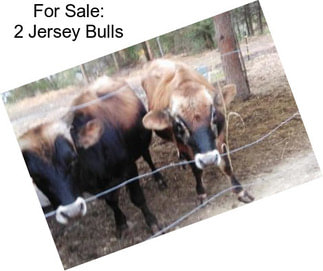 For Sale: 2 Jersey Bulls