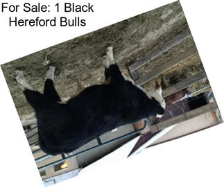 For Sale: 1 Black Hereford Bulls