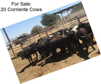 For Sale: 20 Corriente Cows