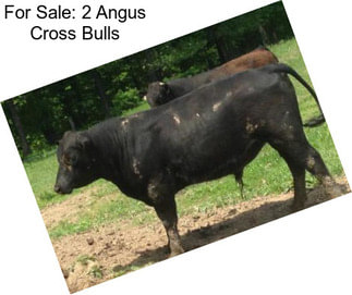 For Sale: 2 Angus Cross Bulls