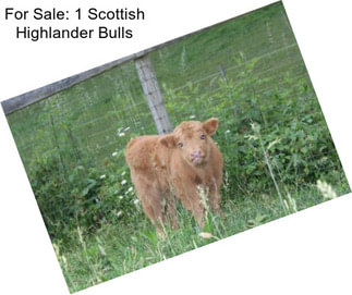 For Sale: 1 Scottish Highlander Bulls