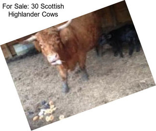 For Sale: 30 Scottish Highlander Cows