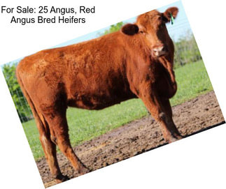 For Sale: 25 Angus, Red Angus Bred Heifers