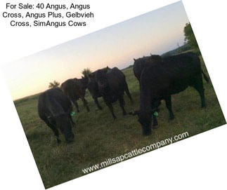 For Sale: 40 Angus, Angus Cross, Angus Plus, Gelbvieh Cross, SimAngus Cows