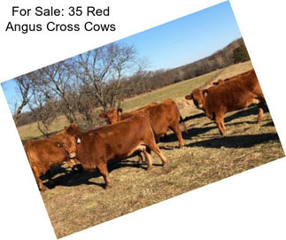 For Sale: 35 Red Angus Cross Cows