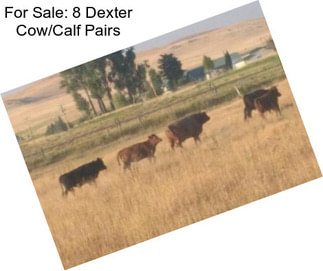For Sale: 8 Dexter Cow/Calf Pairs