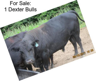 For Sale: 1 Dexter Bulls