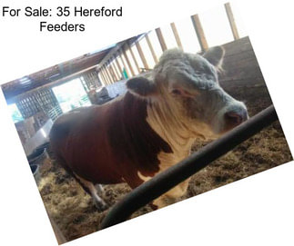 For Sale: 35 Hereford Feeders