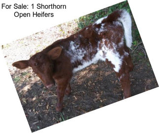 For Sale: 1 Shorthorn Open Heifers