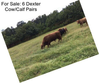 For Sale: 6 Dexter Cow/Calf Pairs
