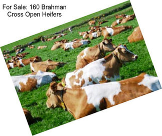 For Sale: 160 Brahman Cross Open Heifers