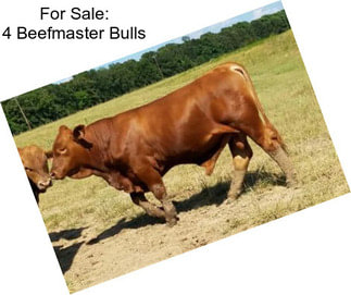 For Sale: 4 Beefmaster Bulls